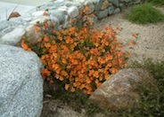 Pumpkin Monkey Flower