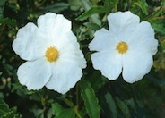 White Rockrose