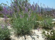 Tree Lupine