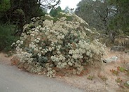 St. Catherine's Lace