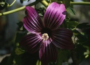 Island Tree Mallow