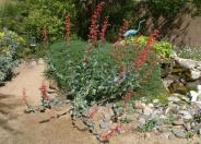 Red Rose Penstemon