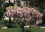 Pink Flower Japanese Wisteria