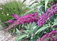 Butterfly Bush