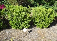 Japanese Boxwood