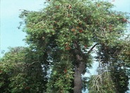 Weeping Bottlebrush