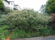 Parney or Red Clusterberry Cotoneas