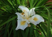 Iris 'Canyon Snow'