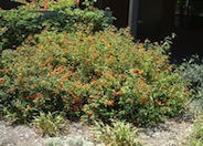 Radiation Lantana