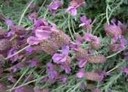 Otto Quast Spanish Lavender