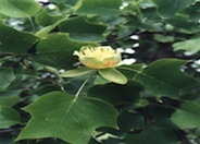 Tulip Tree, Tulip Poplar, Whitewood