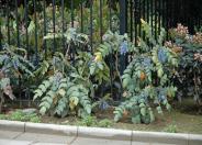 Chinese Holly or Holly Grape