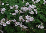 Biokjo Geranium