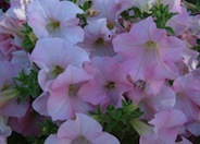 Common Garden Petunia