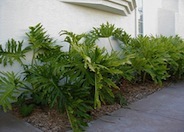 Split Leaf or Selloum Philodendron