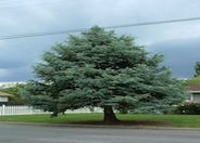 Colorado Blue Spruce