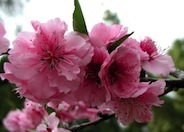 Red Tip Flowering Plum