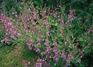 Garden or Common Sage