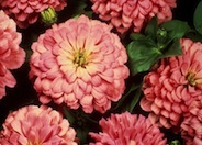 Common Zinnia