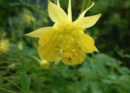 Golden Columbine