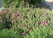 Sunset Rockrose