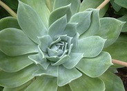 Chalk Dudleya, Chalk-Lettuce