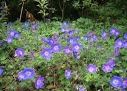 Brookside Cranesbill