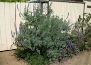 Silver Bush Lupine