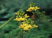 Poker Bulbine, Yellow Stalked Bulbi