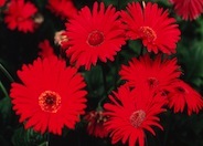 Gerbera,Transvaal Daisy