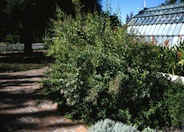 Lemon Verbena