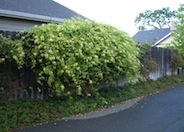 Hall's Japanese Honeysuckle