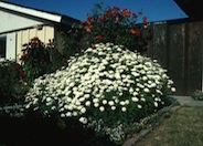 White Lady Marguerite