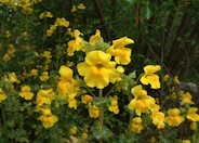 Streamside Monkey Flower