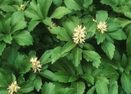 Japanese Spurge