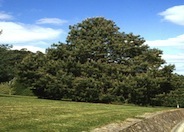 Jelecote Pine, Mexican Pine