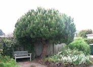 Italian Stone Pine