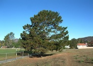 Monterey Pine