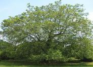 American Sycamore