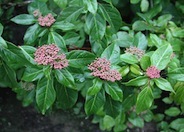 Laurestinus Viburnum