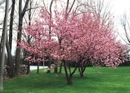 Kwanzan Japanese Cherry