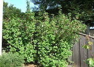 Red Flowering Currant