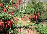 Fuchsia-Flowering Gooseberry