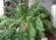 Giant Chain Fern