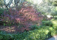 Dwarf Japanese Barberry